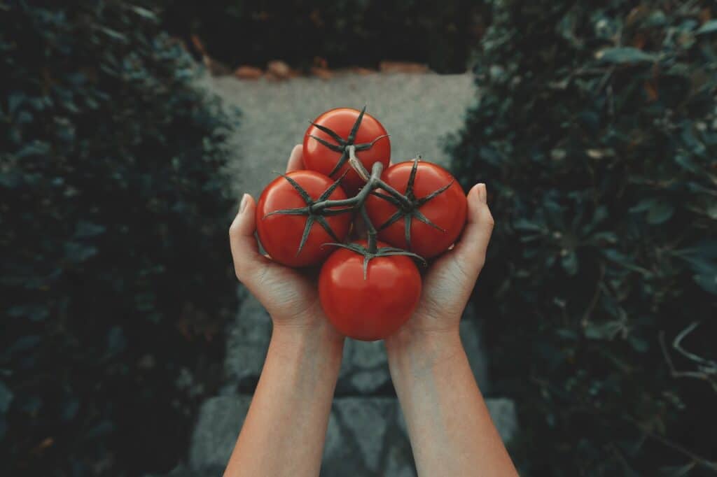 Two hands holding four big tomatoes