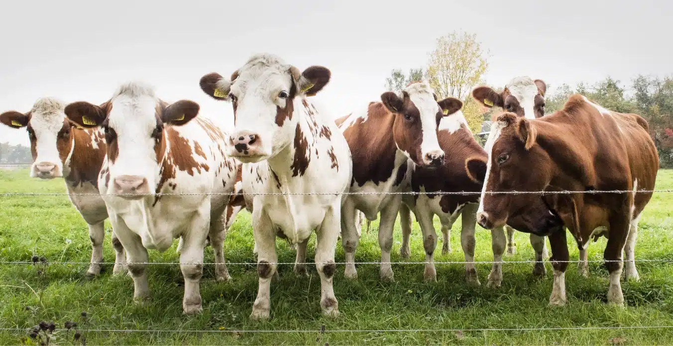 understanding-australian-cattle-prices-in-2023