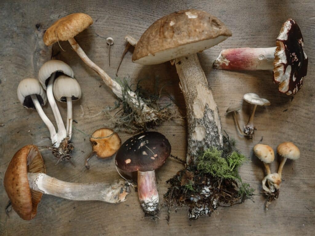 Various types of mushrooms