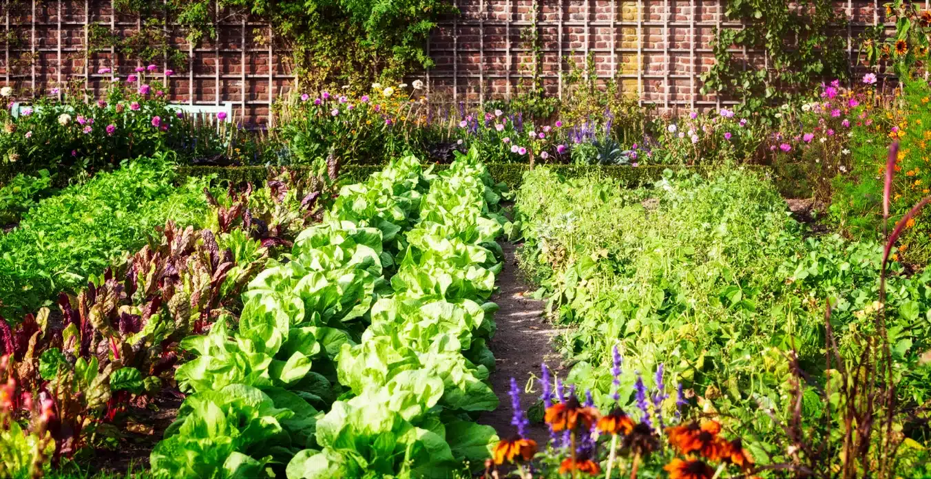 what-vegetables-to-plant-now-in-melbourne