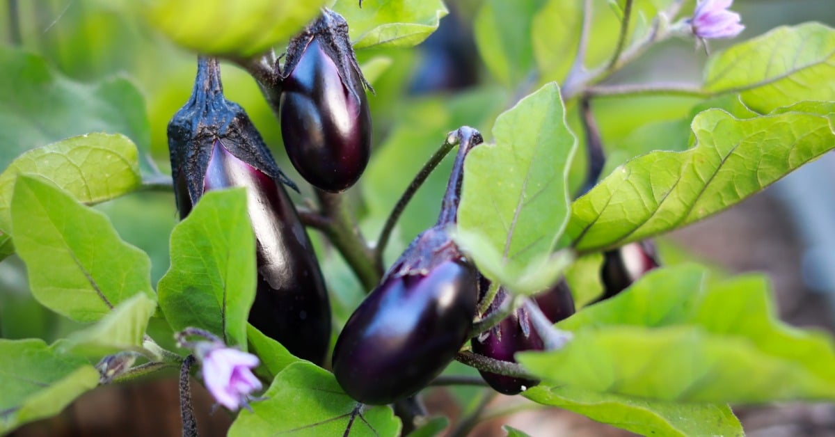 What Vegetables to Plant Now in Melbourne