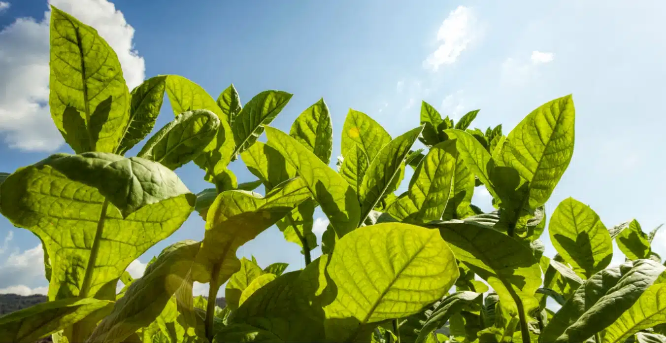 Can You Grow Tobacco in Australia