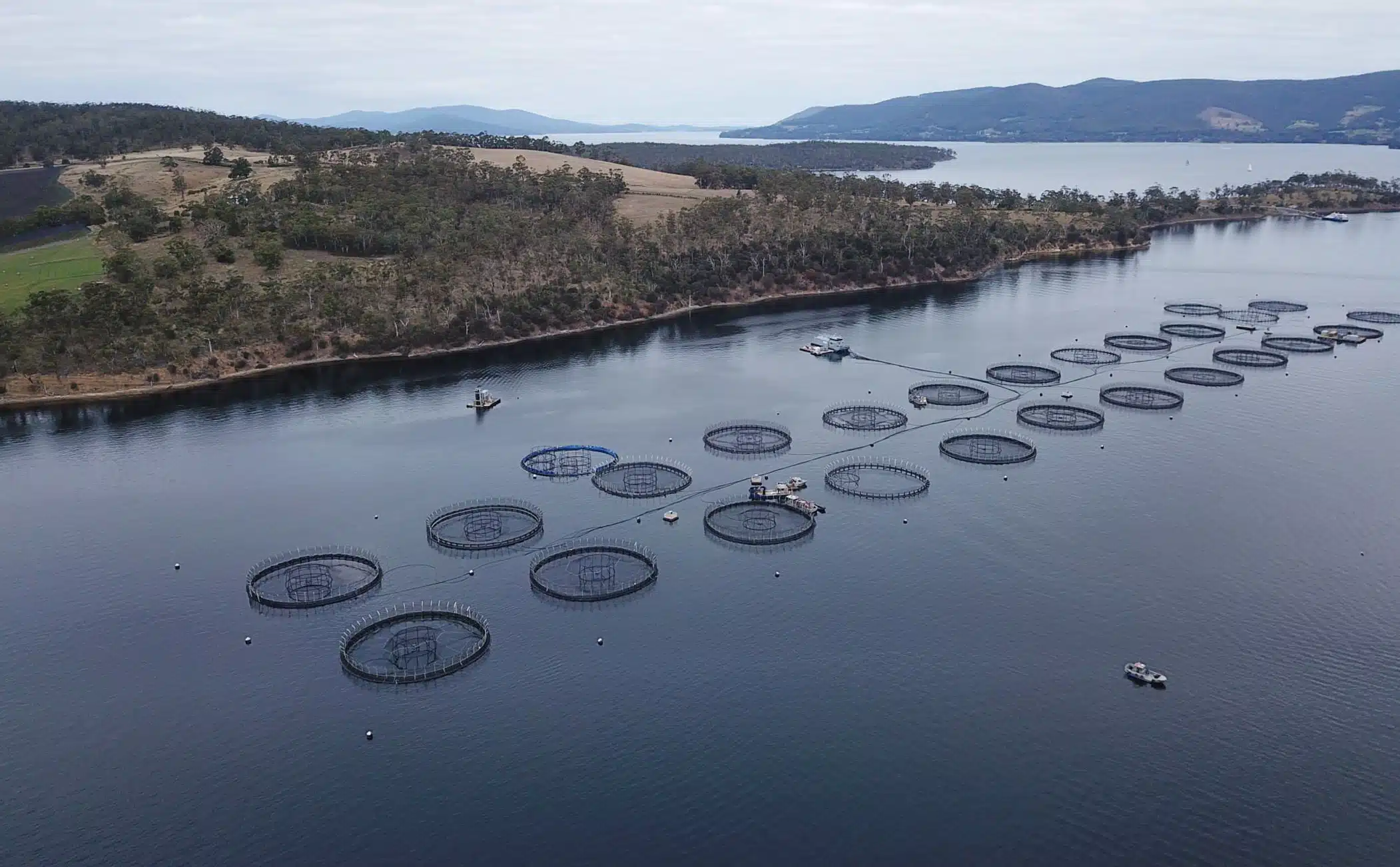 Read more about the article Antibiotic Contamination Found in Wild Fish Near Tasmanian Salmon Farm