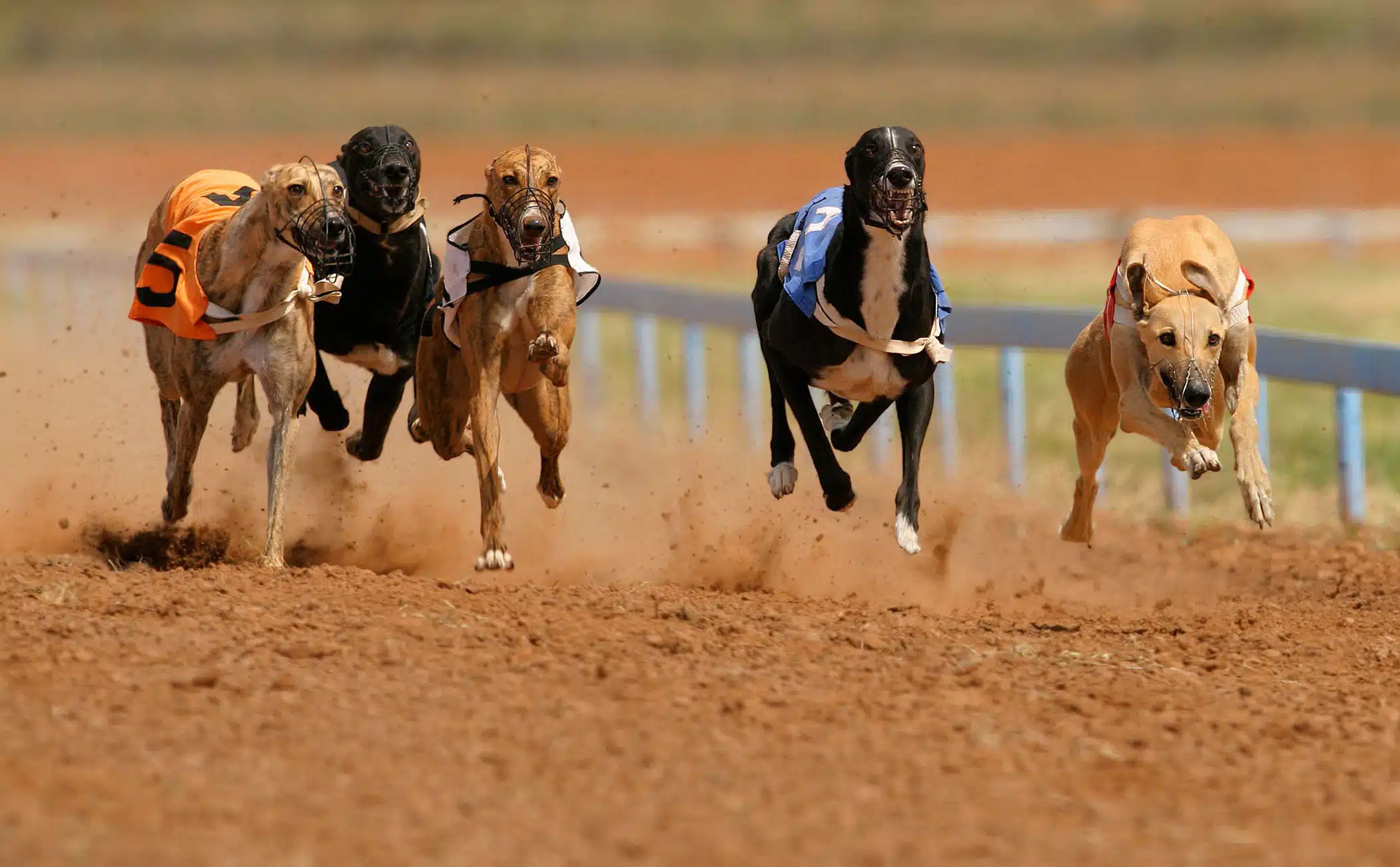 greyhounds