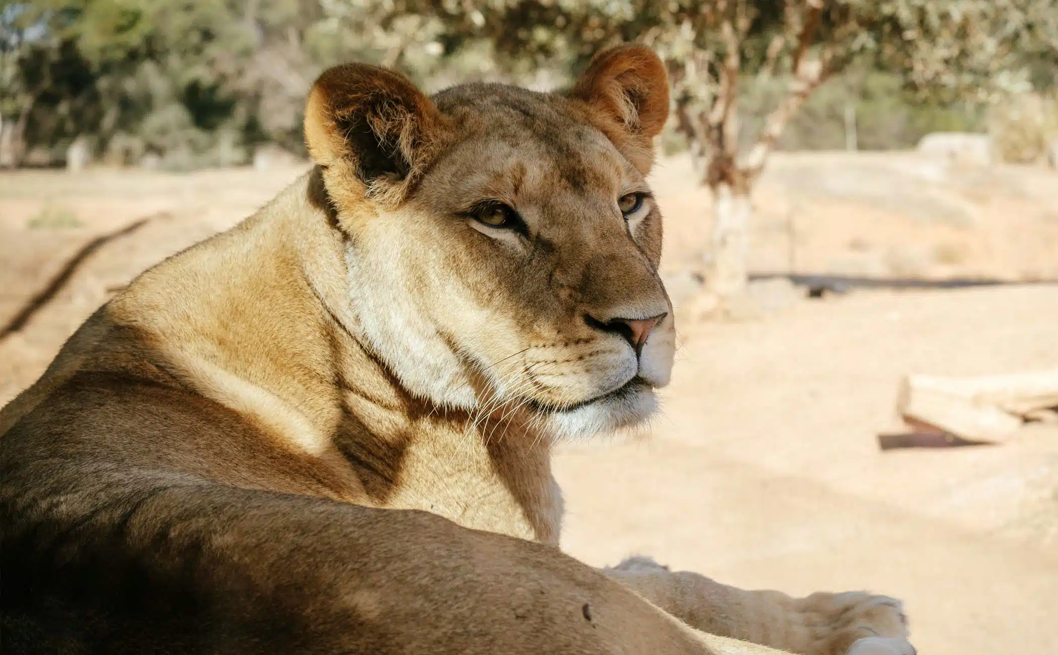 lioness-attack