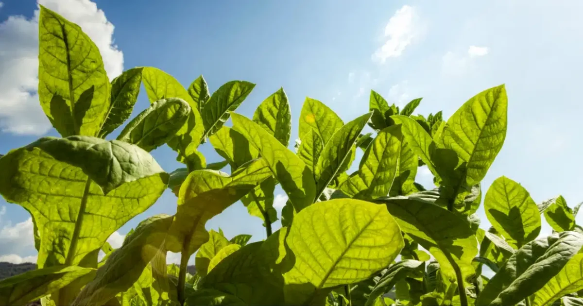 Can You Grow Tobacco in Australia