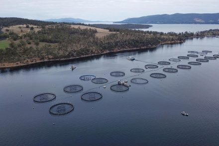 Salmon-Tasmania
