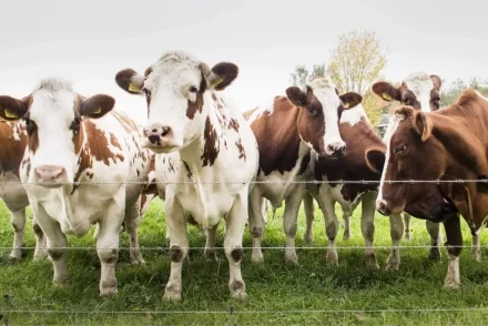 Understanding Australian Cattle Prices in 2023