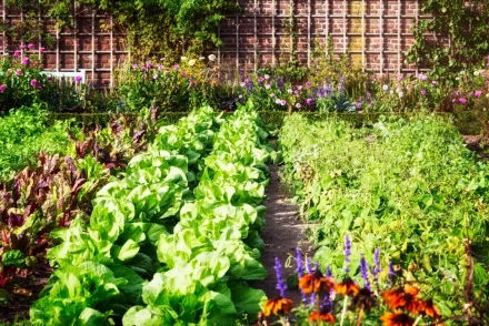 What Vegetables to Plant Now in Melbourne