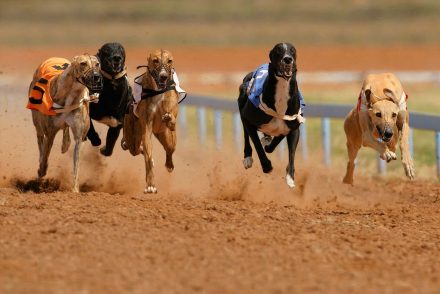 greyhounds
