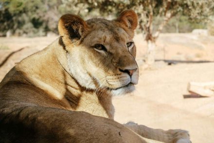 lioness-attack