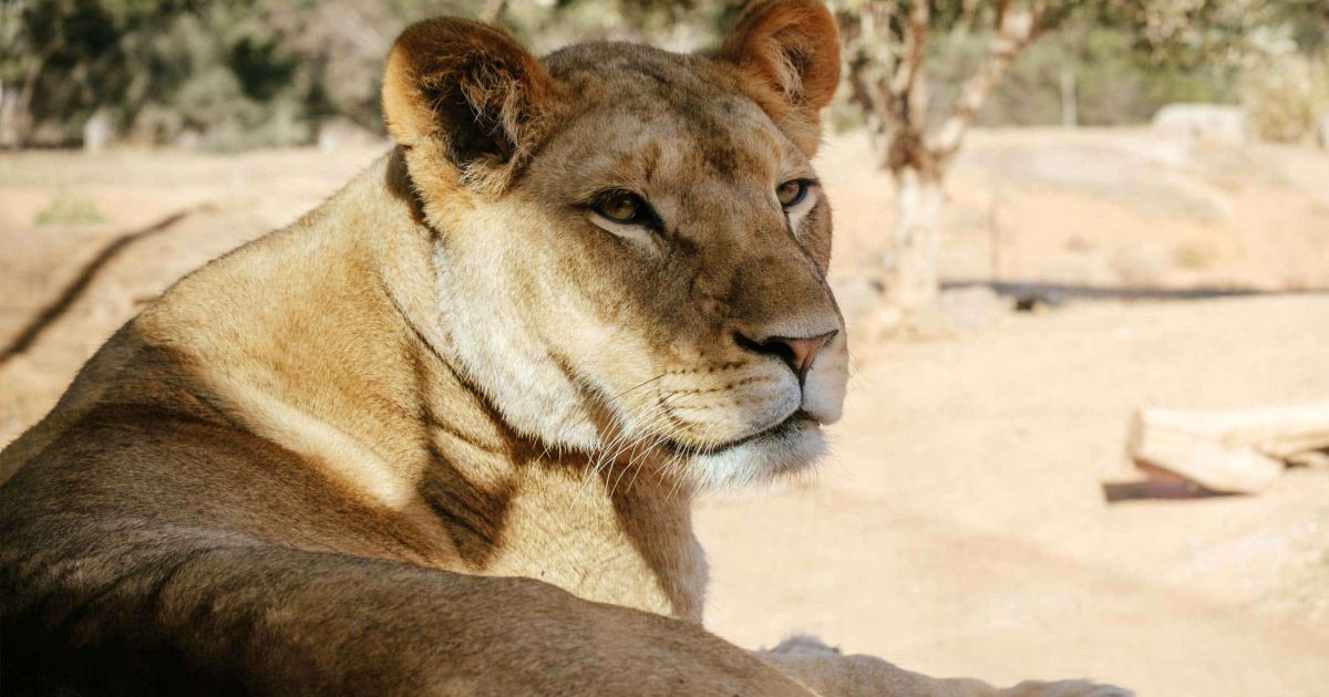 lioness-attack